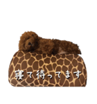 トイプードルのロージー（個別スタンプ：18）