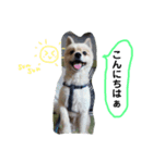 れんくんといっしょ（個別スタンプ：1）