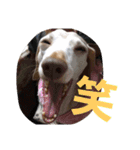 犬だってこんな表情するんです（個別スタンプ：1）