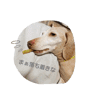 犬だってこんな表情するんです（個別スタンプ：2）