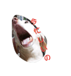 犬だってこんな表情するんです（個別スタンプ：3）