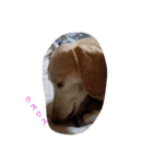 犬だってこんな表情するんです（個別スタンプ：4）