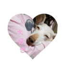 犬だってこんな表情するんです（個別スタンプ：5）