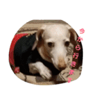 犬だってこんな表情するんです（個別スタンプ：6）