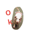 犬だってこんな表情するんです（個別スタンプ：7）