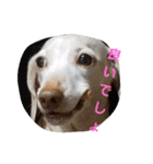 犬だってこんな表情するんです（個別スタンプ：8）