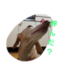 犬だってこんな表情するんです（個別スタンプ：9）
