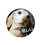 犬だってこんな表情するんです（個別スタンプ：10）