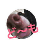犬だってこんな表情するんです（個別スタンプ：12）