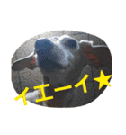 犬だってこんな表情するんです（個別スタンプ：13）