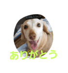 犬だってこんな表情するんです（個別スタンプ：14）