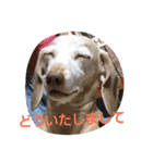 犬だってこんな表情するんです（個別スタンプ：15）