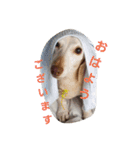 犬だってこんな表情するんです（個別スタンプ：16）