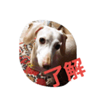 犬だってこんな表情するんです（個別スタンプ：17）
