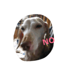 犬だってこんな表情するんです（個別スタンプ：18）