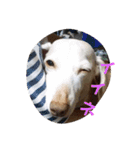 犬だってこんな表情するんです（個別スタンプ：19）