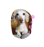 犬だってこんな表情するんです（個別スタンプ：20）