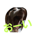 犬だってこんな表情するんです（個別スタンプ：21）
