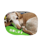 犬だってこんな表情するんです（個別スタンプ：22）
