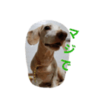 犬だってこんな表情するんです（個別スタンプ：23）