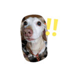 犬だってこんな表情するんです（個別スタンプ：24）