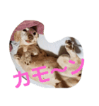 犬だってこんな表情するんです（個別スタンプ：25）