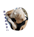犬だってこんな表情するんです（個別スタンプ：26）