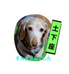 犬だってこんな表情するんです（個別スタンプ：27）