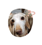犬だってこんな表情するんです（個別スタンプ：28）