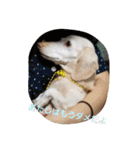 犬だってこんな表情するんです（個別スタンプ：29）