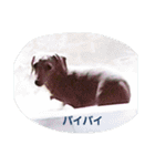 犬だってこんな表情するんです（個別スタンプ：30）