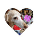 犬だってこんな表情するんです（個別スタンプ：32）