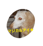 犬だってこんな表情するんです（個別スタンプ：34）