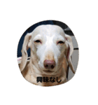 犬だってこんな表情するんです（個別スタンプ：35）