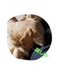犬だってこんな表情するんです（個別スタンプ：36）
