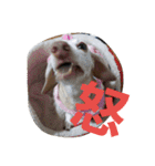 犬だってこんな表情するんです（個別スタンプ：37）