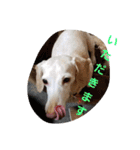 犬だってこんな表情するんです（個別スタンプ：38）