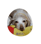 犬だってこんな表情するんです（個別スタンプ：39）