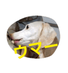 犬だってこんな表情するんです（個別スタンプ：40）