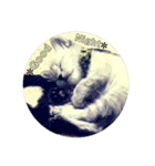 猫（English）（個別スタンプ：1）