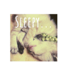 猫（English）（個別スタンプ：2）