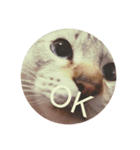 猫（English）（個別スタンプ：3）