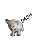 猫（English）（個別スタンプ：4）