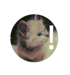 猫（English）（個別スタンプ：6）
