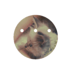 猫（English）（個別スタンプ：7）