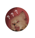 猫（English）（個別スタンプ：9）