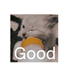猫（English）（個別スタンプ：10）