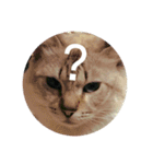 猫（English）（個別スタンプ：13）
