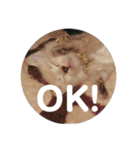 猫（English）（個別スタンプ：16）