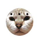 猫（English）（個別スタンプ：21）